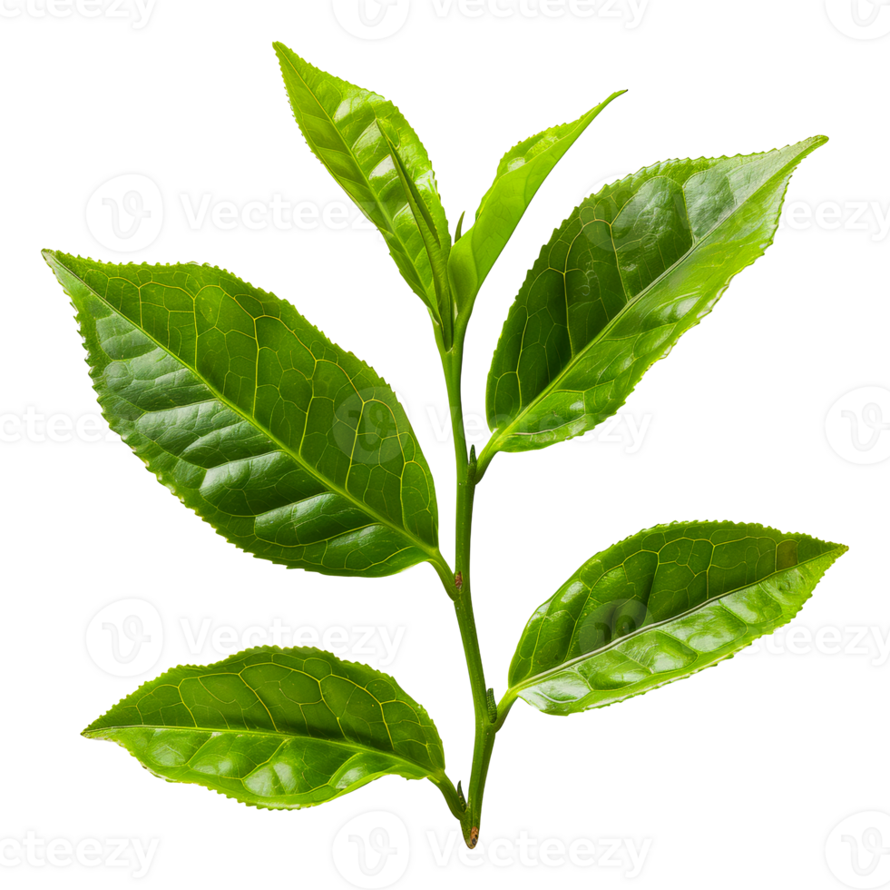 Fresh tea leaves, cut out - stock .. png