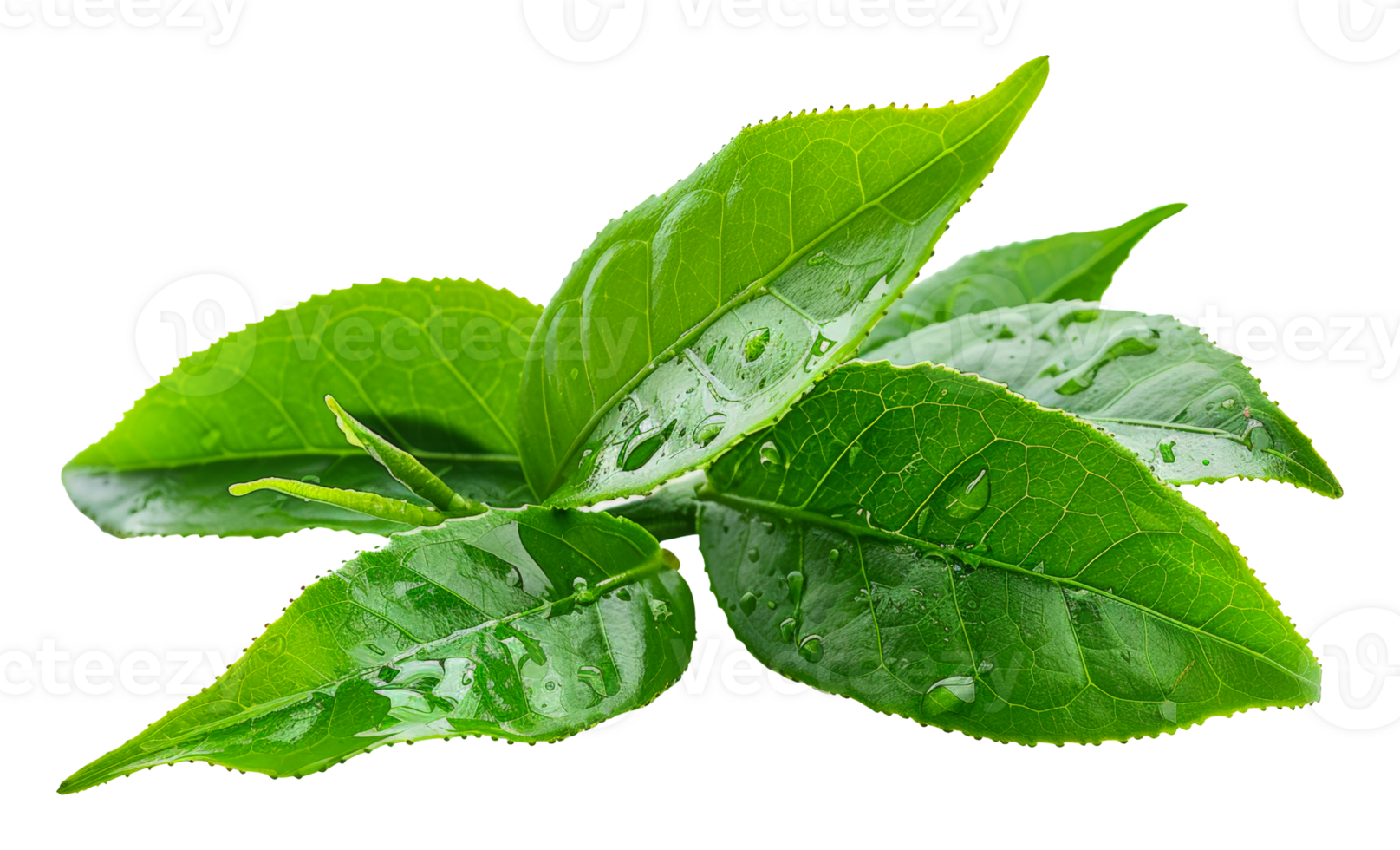 Heap of fresh tea leaves, cut out - stock .. png