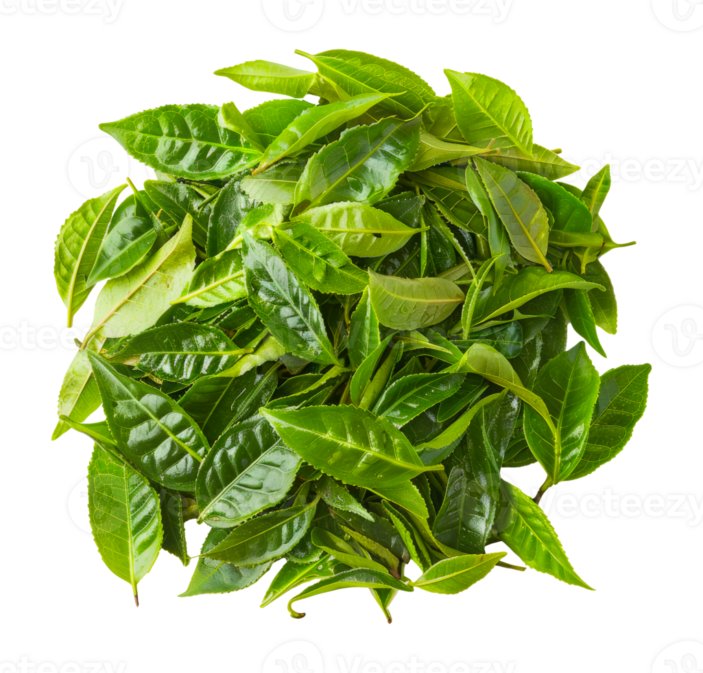 Heap of fresh tea leaves, cut out - stock .. png