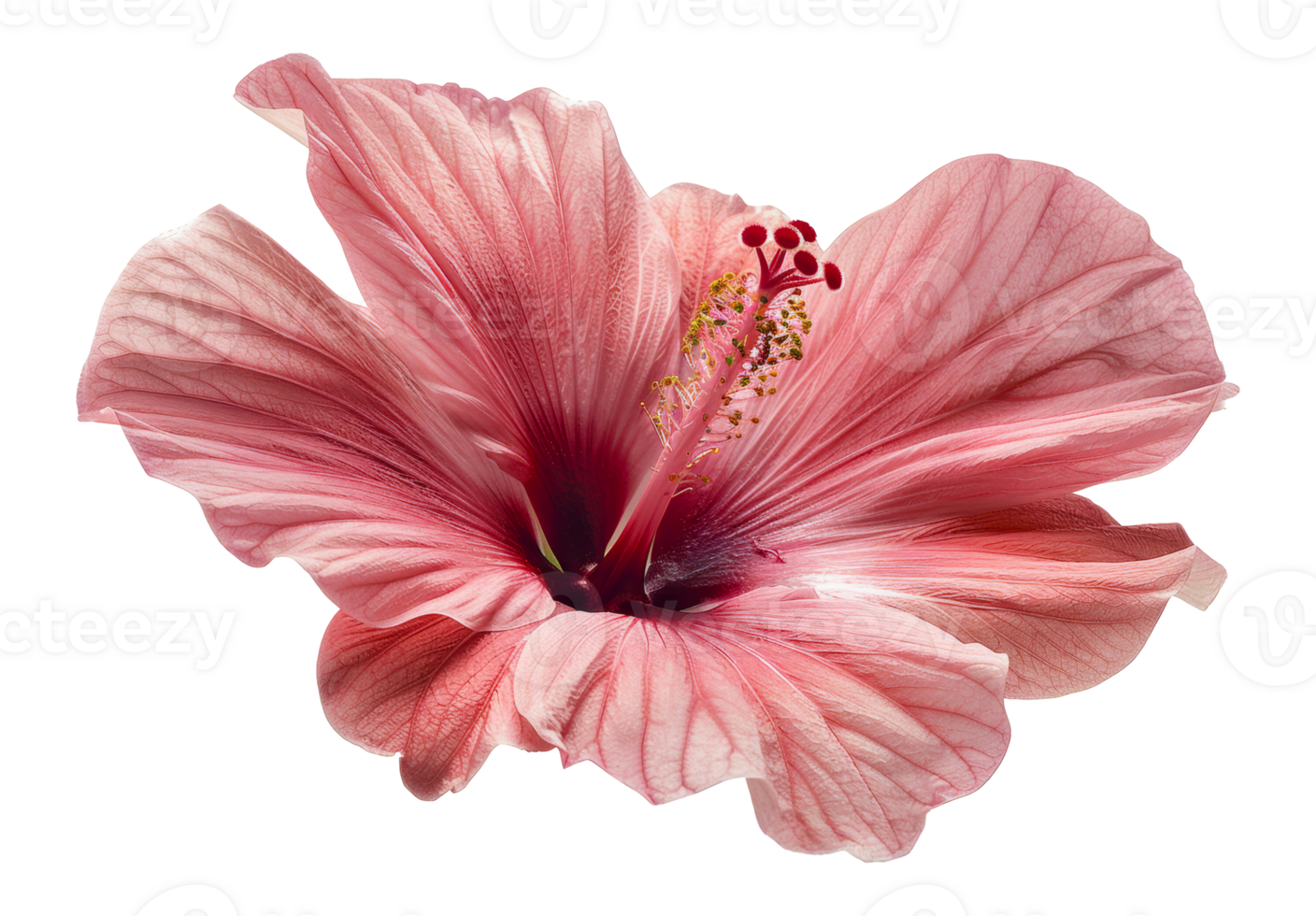 Detailed pink hibiscus flower, cut out - stock .. png