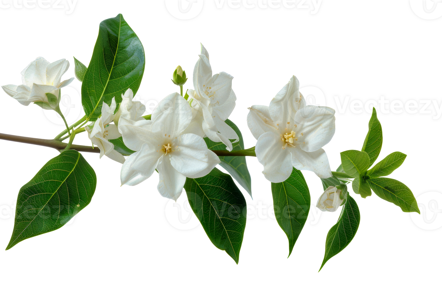 Branch of white flowers with lush green leaves, cut out - stock .. png