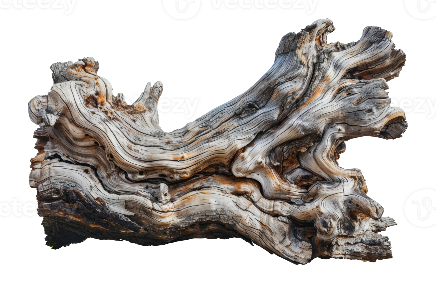 Twisted driftwood tree trunk sculpture, cut out - stock . png
