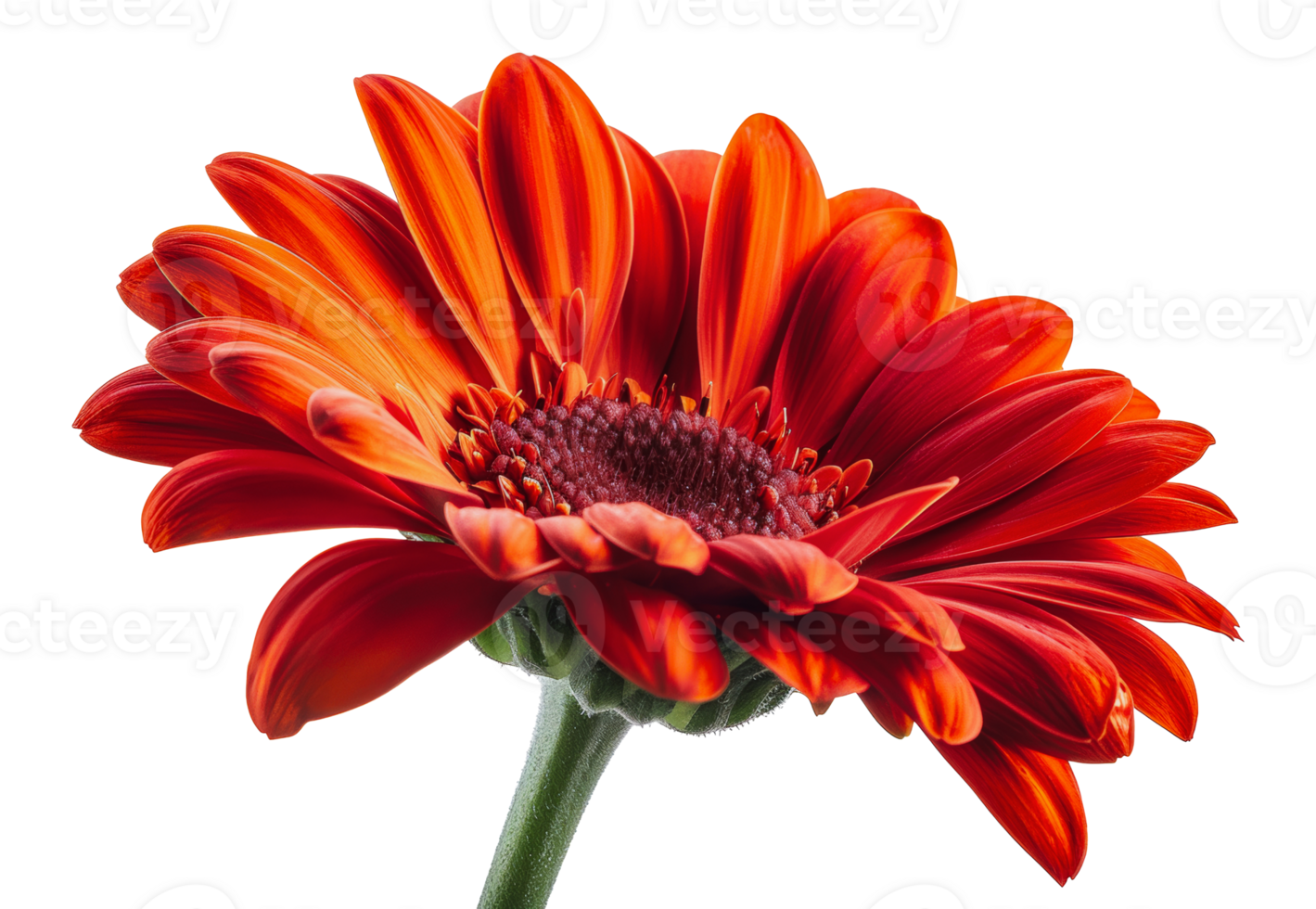 Bright orange gerbera daisy, cut out - stock . png