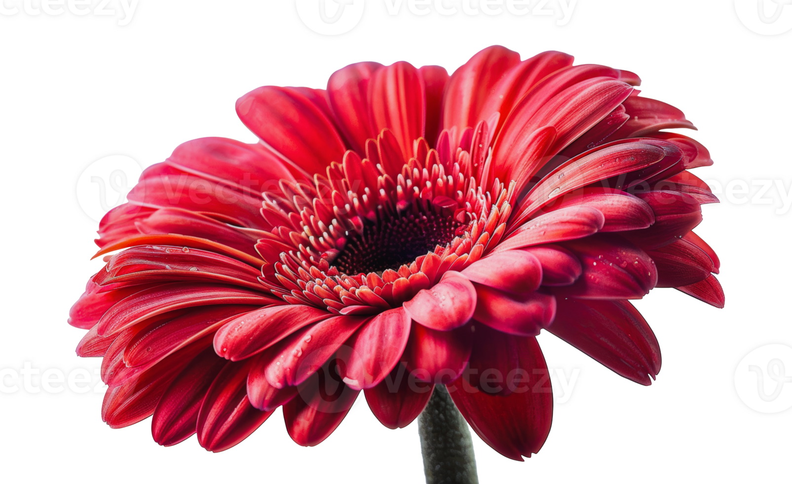 Bright red gerbera daisy, cut out - stock . png