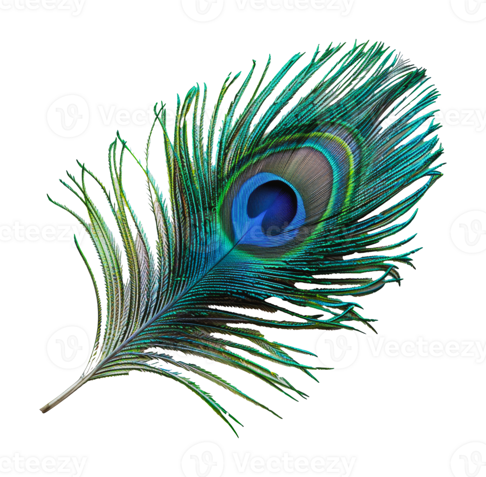 Colorful peacock feather close, cut out - stock . png