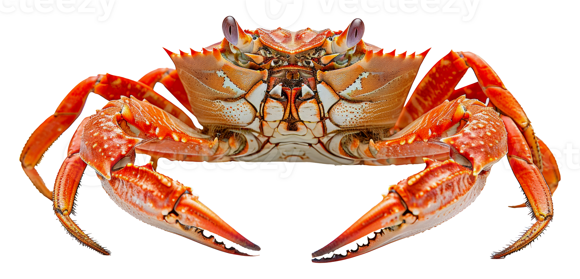 Colorful reef crab with detailed textures, cut out - stock . png