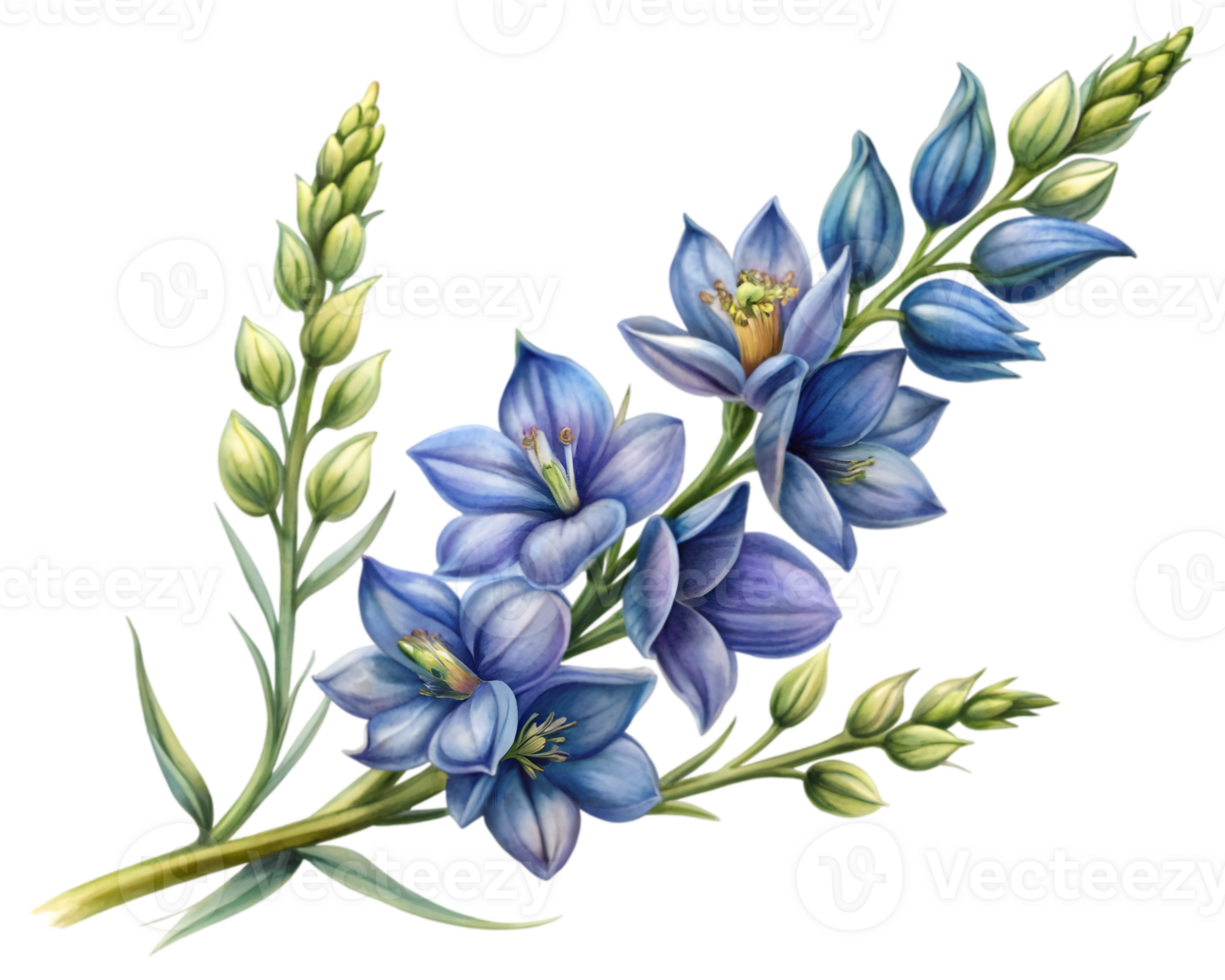 Delphinium Flower Grain Illustration Isolated on White Background png