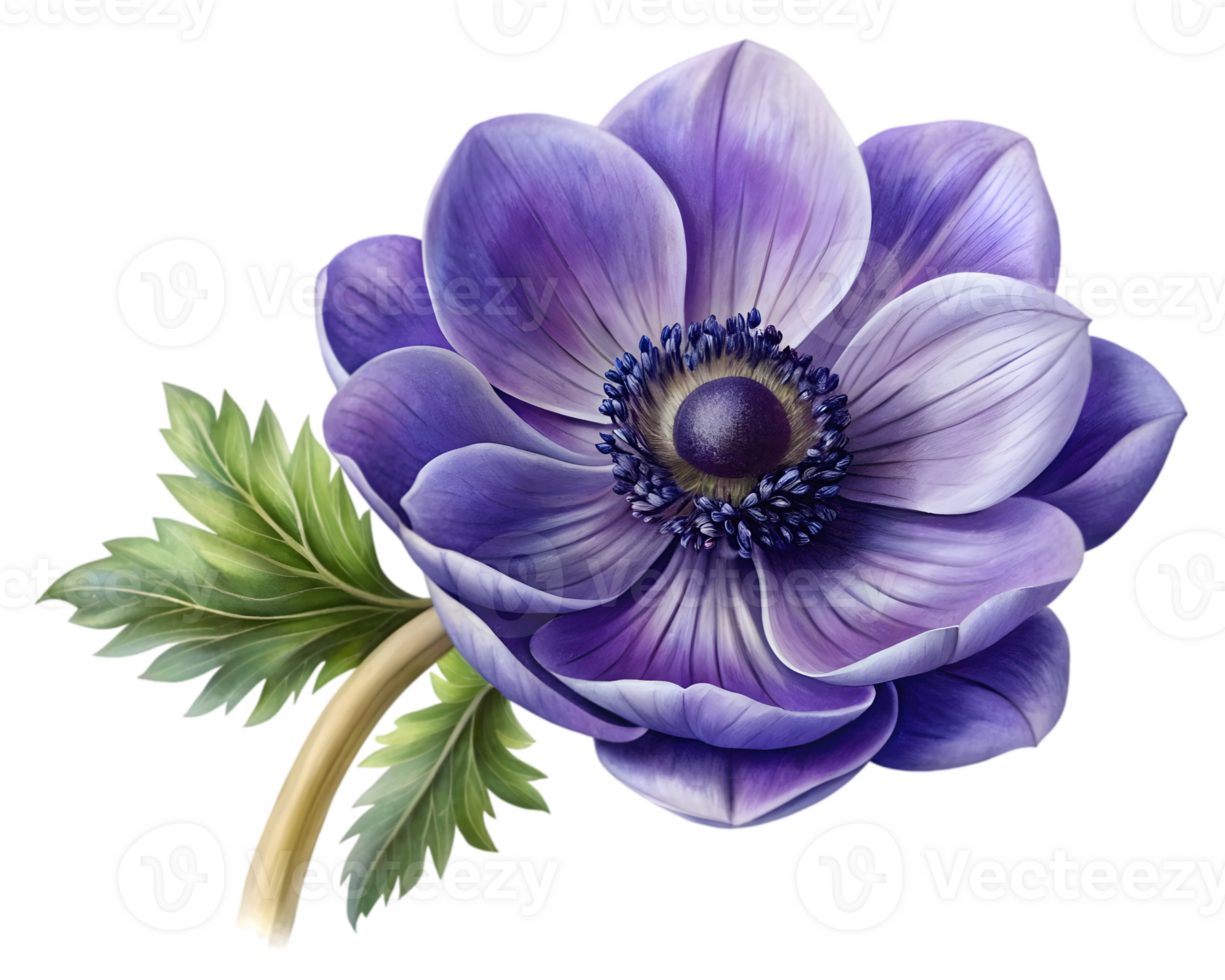 Anemone Flower Grain Illustration Isolated on White Background png