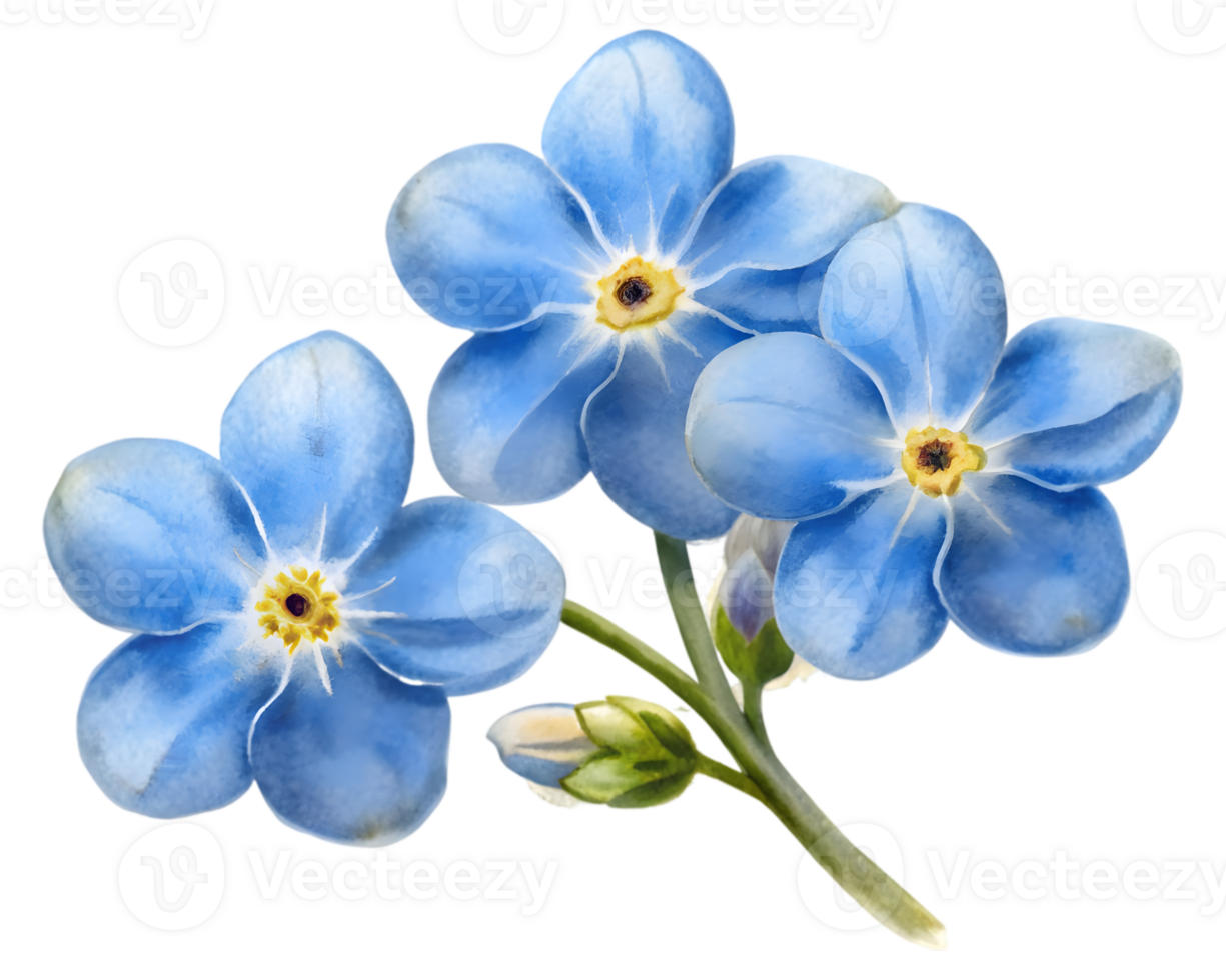 Forget-Me-Not Closeup Flower Grain Illustration Isolated on Transparent Background png