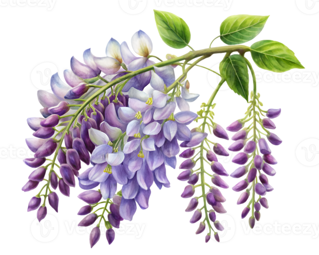 Wisteria Flower Grain Illustration Isolated on White Background png