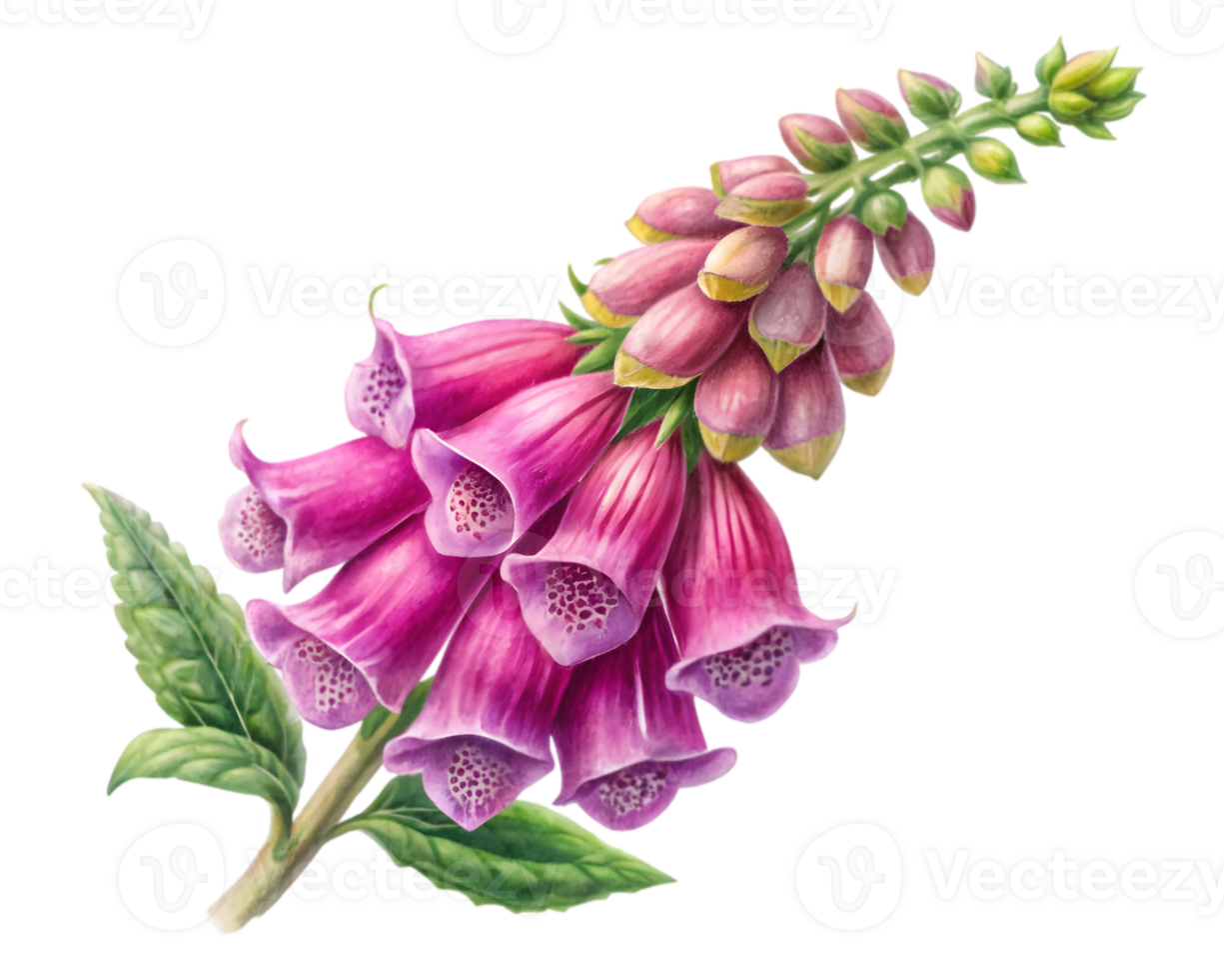 Foxglove Flower Grain Illustration Isolated on White Background png