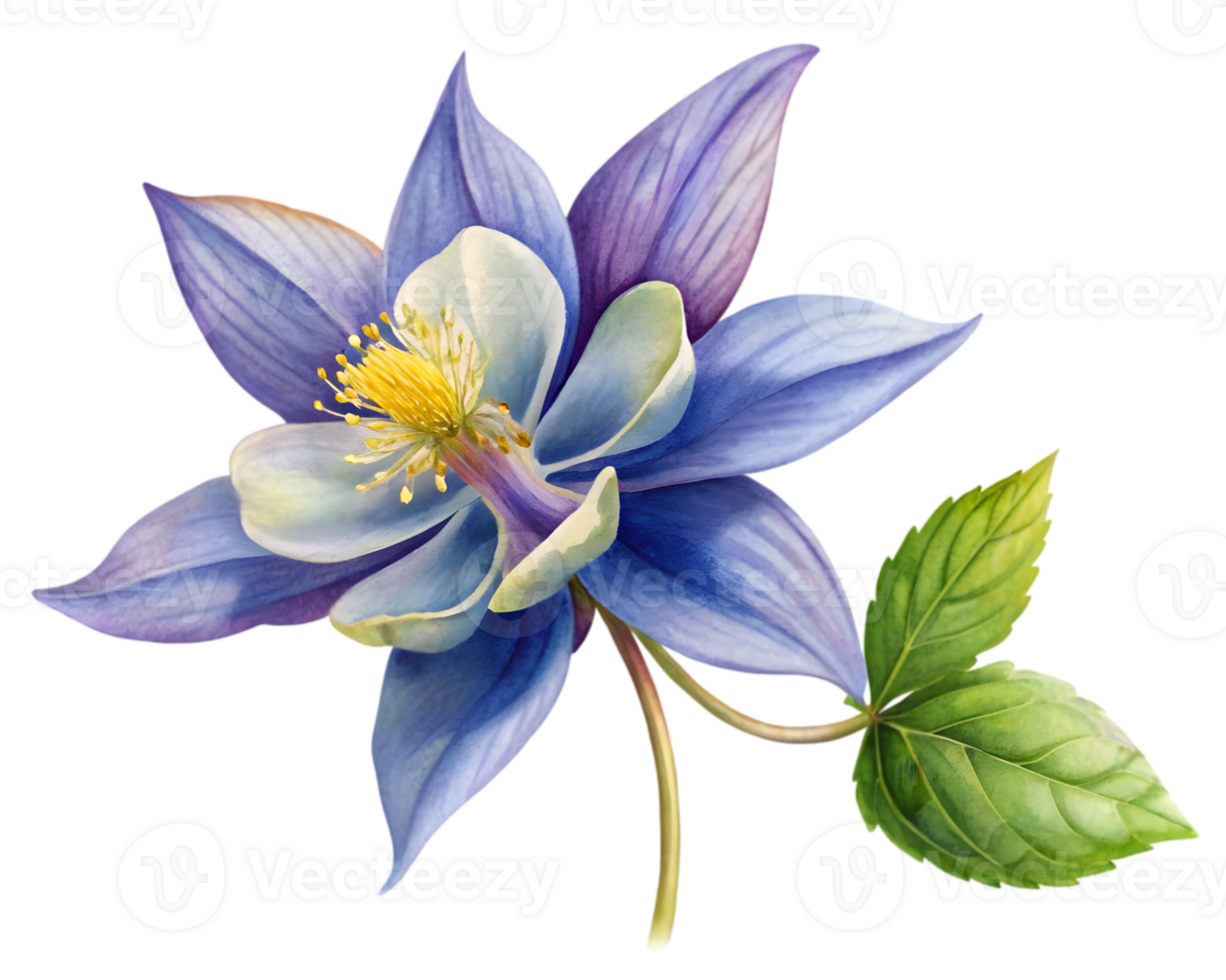 Columbine Flower Grain Illustration Isolated on White Background png