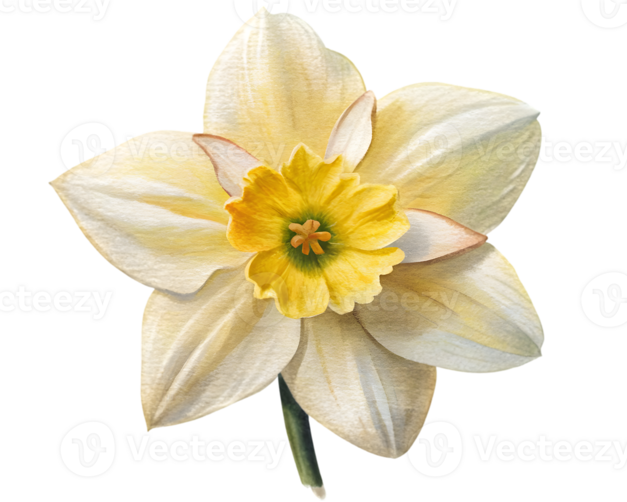 Daffodil Flower Grain Illustration Isolated on White Background png