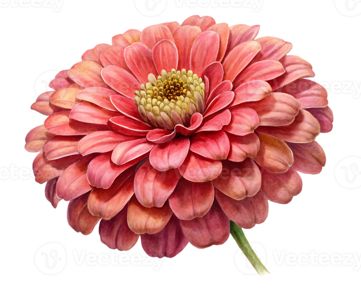 Zinnia Flower Grain Illustration Isolated on White Background png