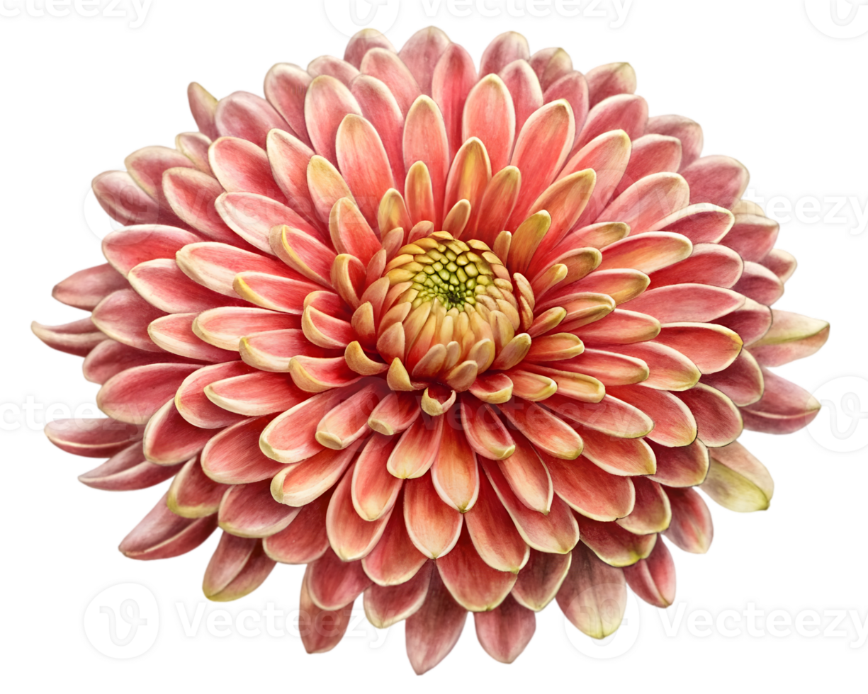 Chrysanthemum Flower Grain Illustration Isolated on Transparent Background png