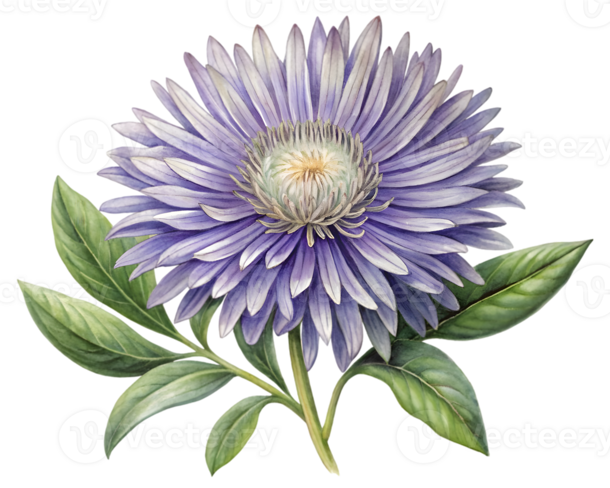 Aster Flower Grain Illustration Isolated on White Background png