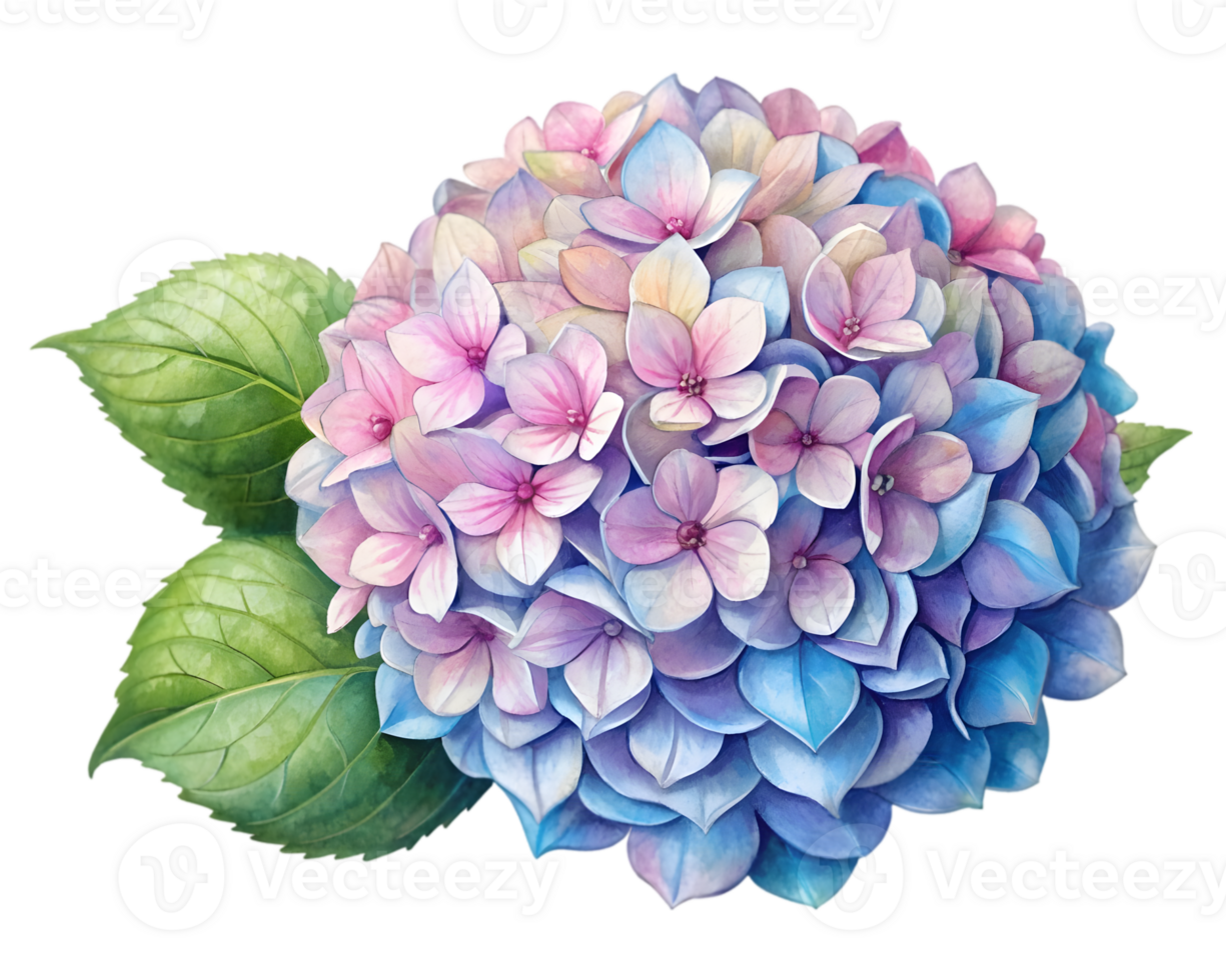Hydrangea Flower Grain Illustration Isolated on White Background png