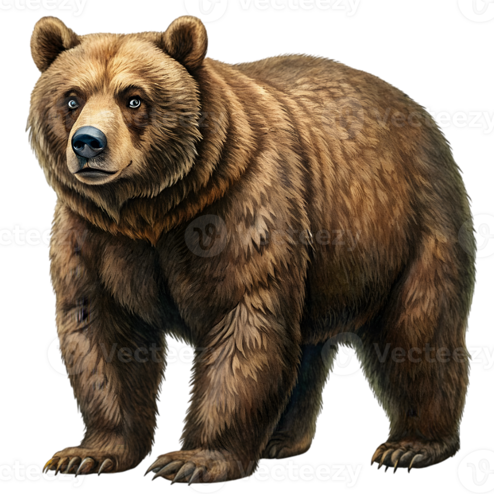 Bear Vintage Illustration Isolated on Transparent Background png