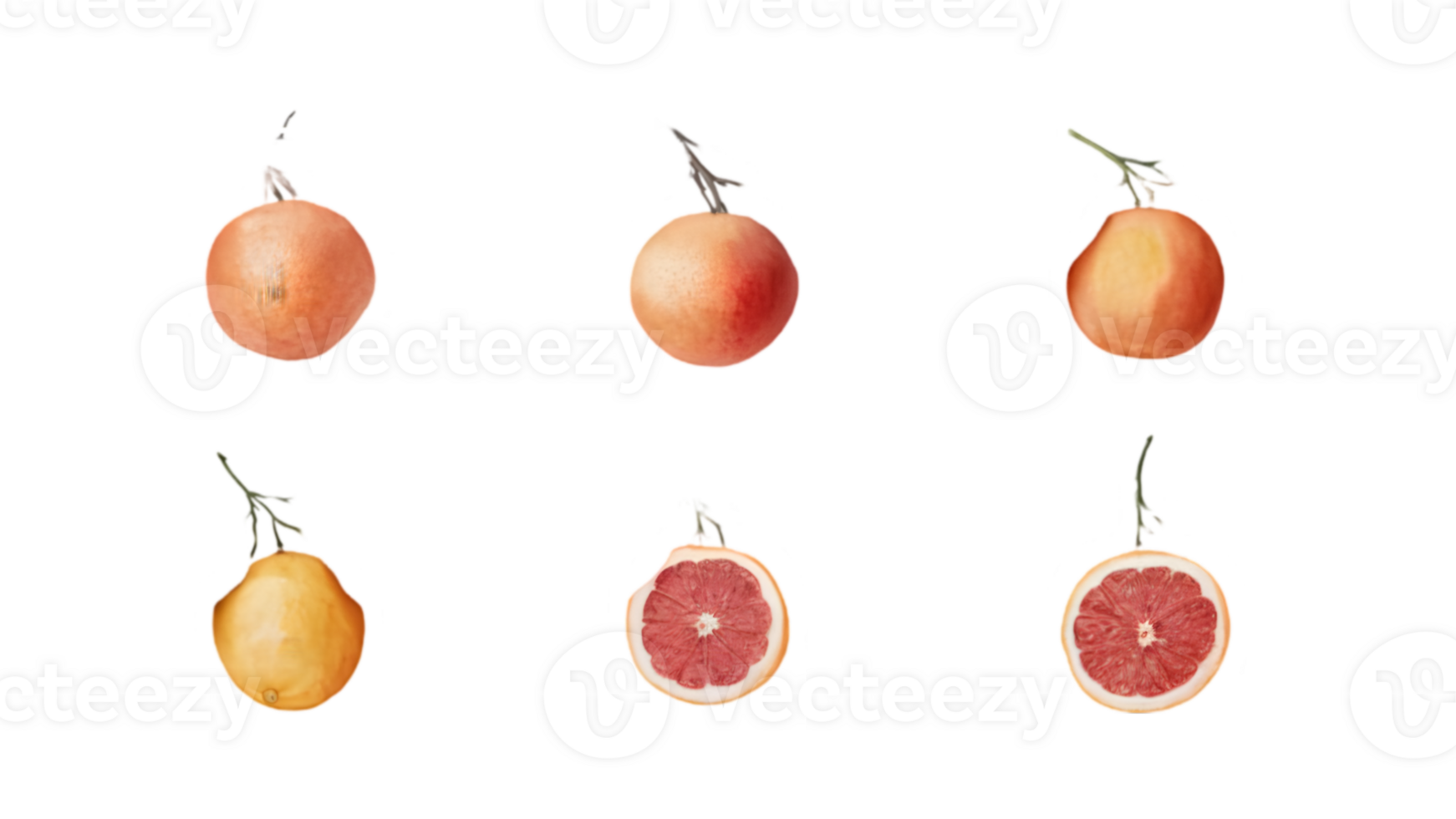 A Branch with Grapefruits and Leaves in Different Stages of Ripeness - Transparent Background png