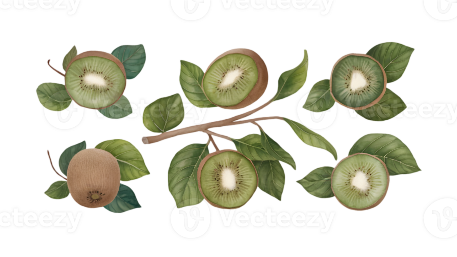 A Branch with Kiwis and Leaves in Different Stages of Ripeness - Transparent Background png