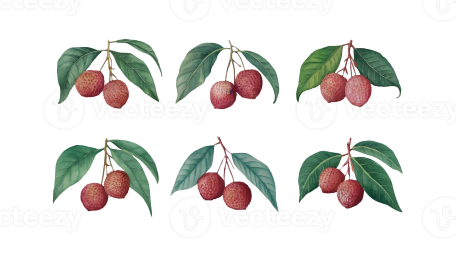A Branch with Lychees and Leaves in Different Stages of Ripeness - Transparent Background png