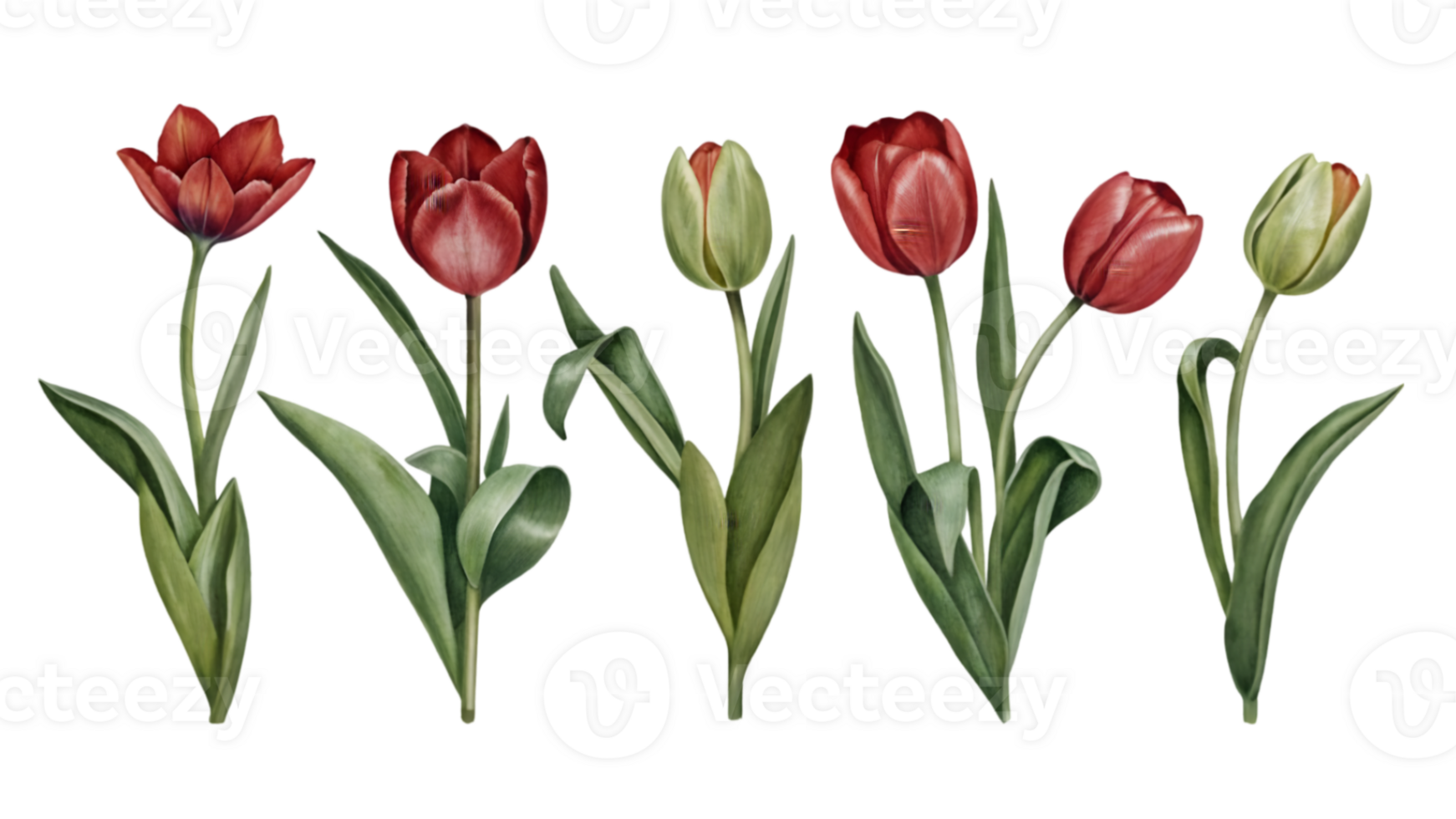 A Set of Flat Tulips Isolated on Transparent Background png