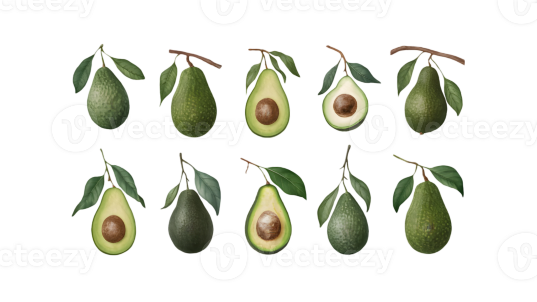 A Branch with Avocados and Leaves in Different Stages of Ripeness - Transparent Background png
