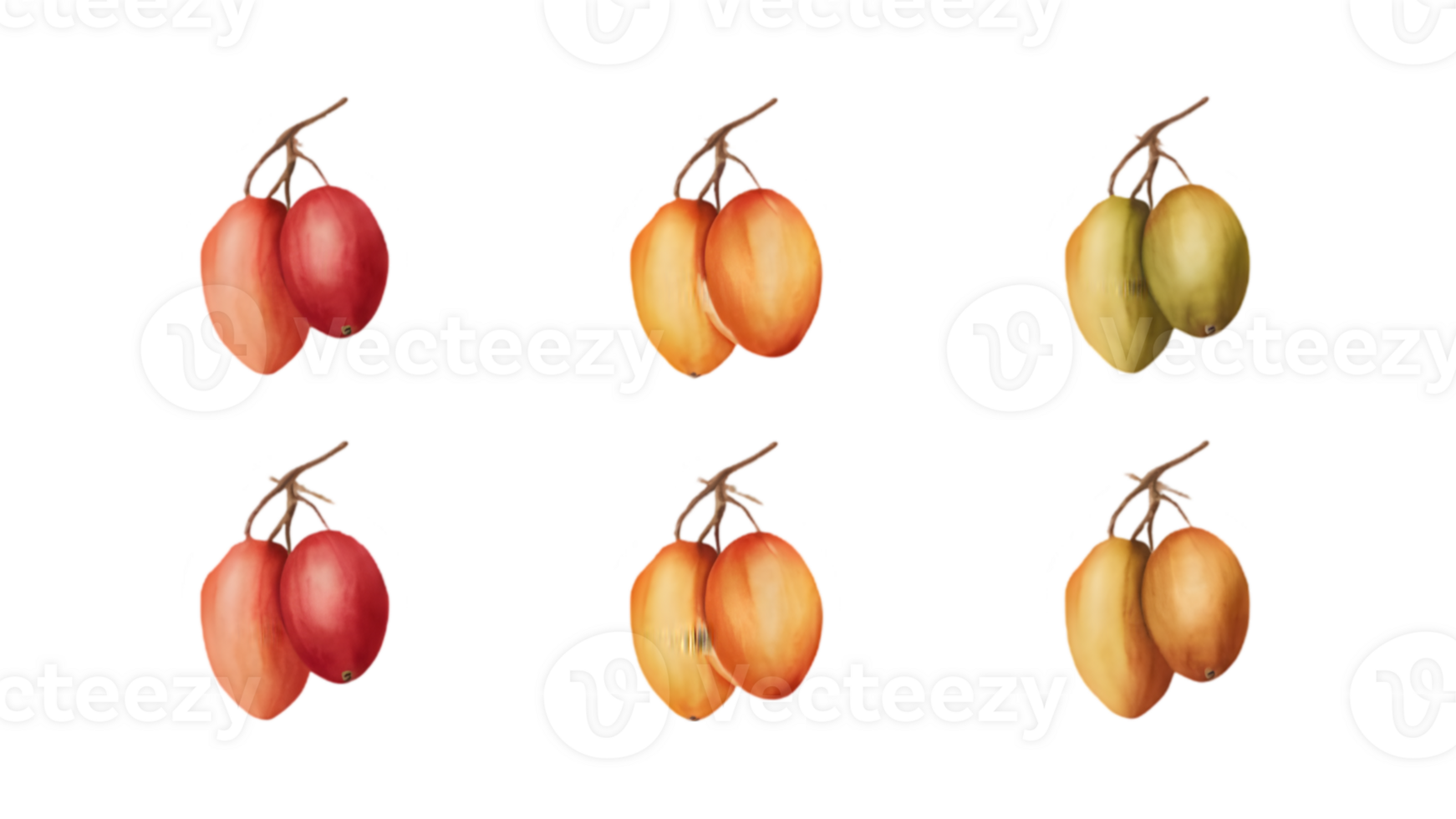 A Branch with Mangos and Leaves in Different Stages of Ripeness - Transparent Background png