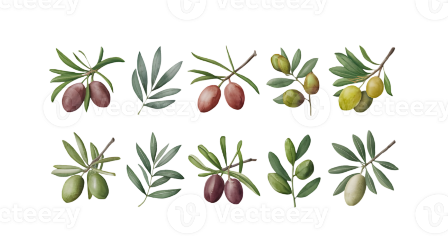 A Branch with Olives and Leaves in Different Stages of Ripeness - Transparent Background png