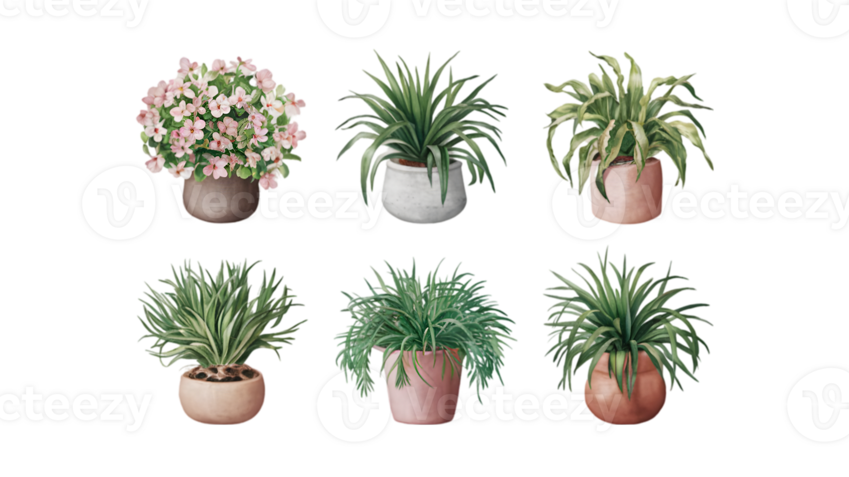 A Set of Six Flat Watercolor Spider Plants - Transparent Background png