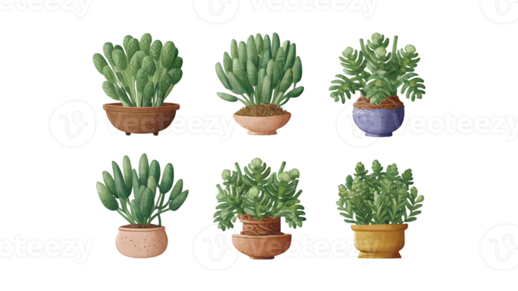 A Set of Six Flat Watercolor Jade Plants - Transparent Background png
