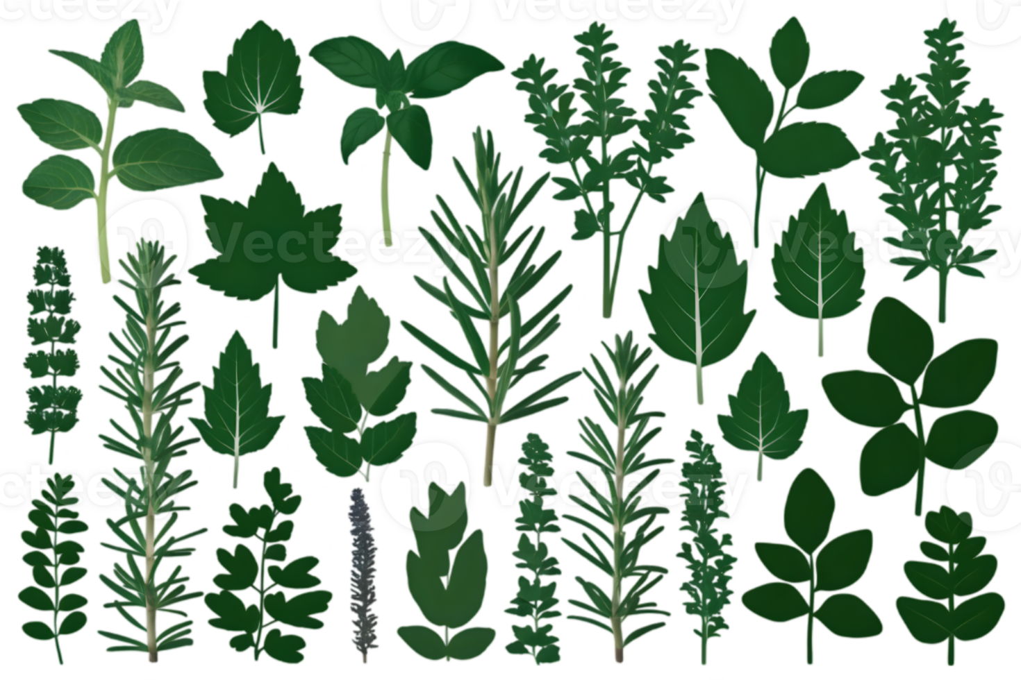 Silhouettes of Medicinal Herb Species in Green - Transparent Background png