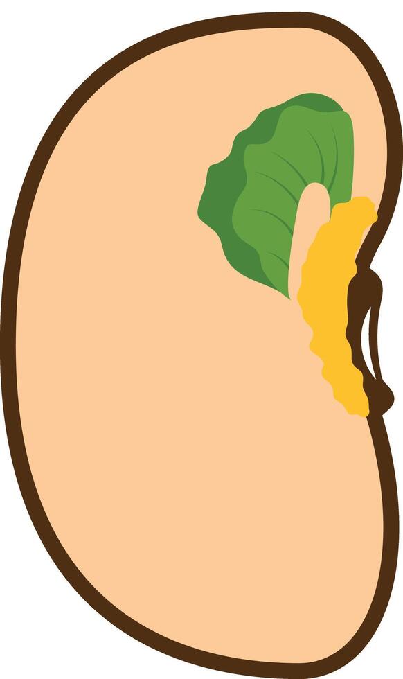 Bean Seed Internal Cross Section Illustration vector