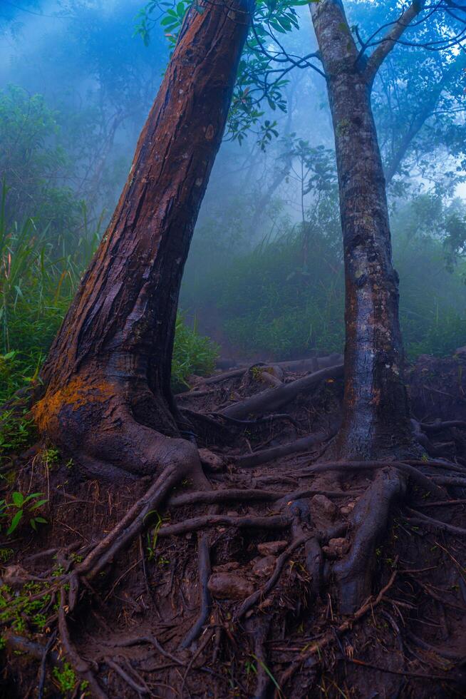 The Gate of Trees photo