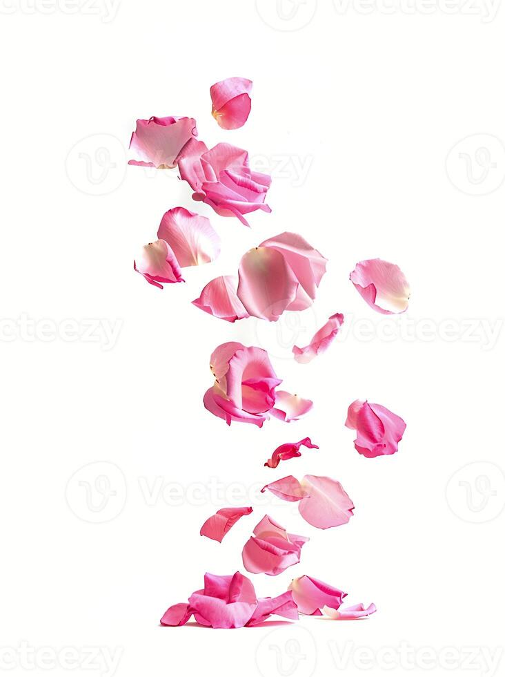 Falling petal rose photo
