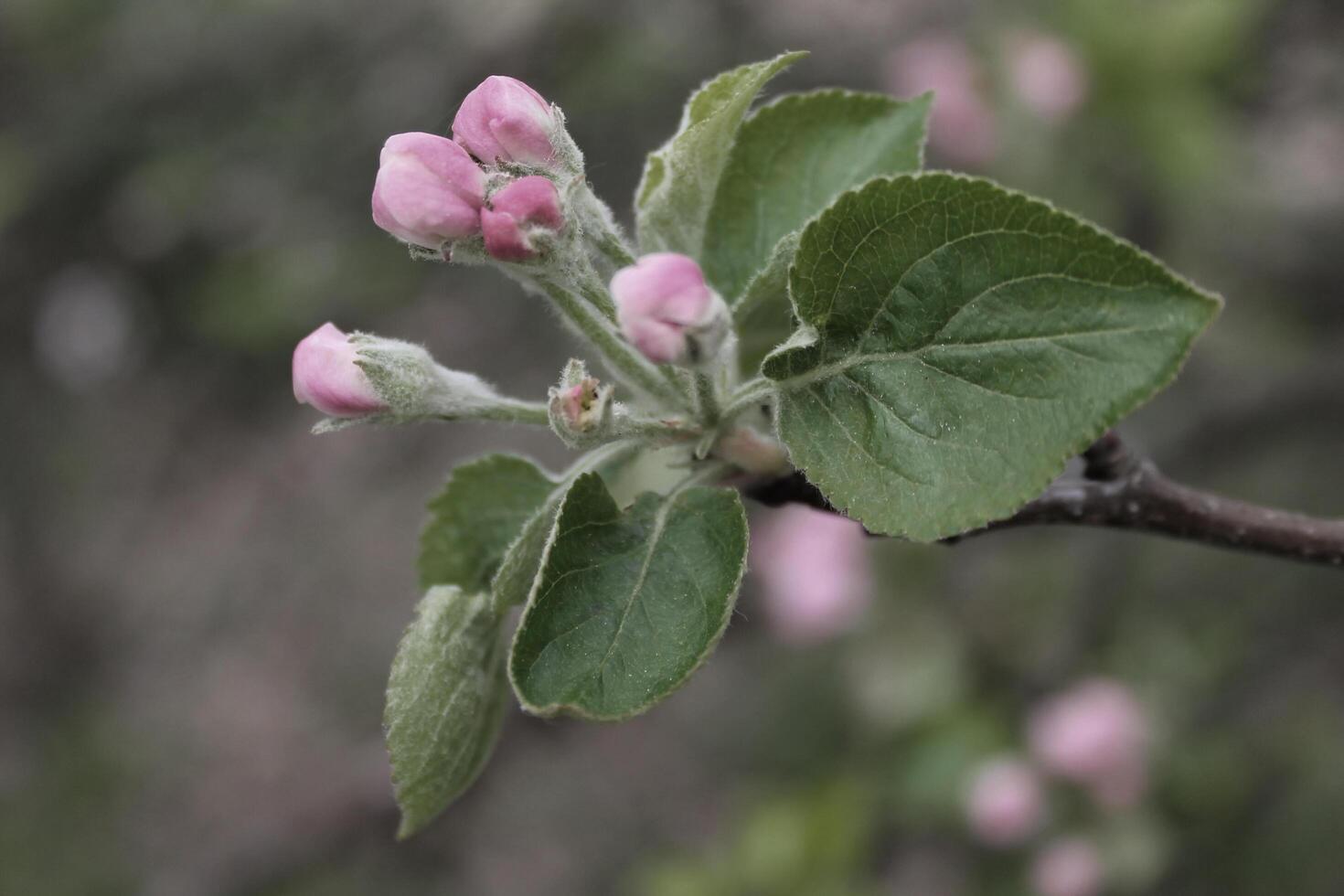 early spring flowers photo
