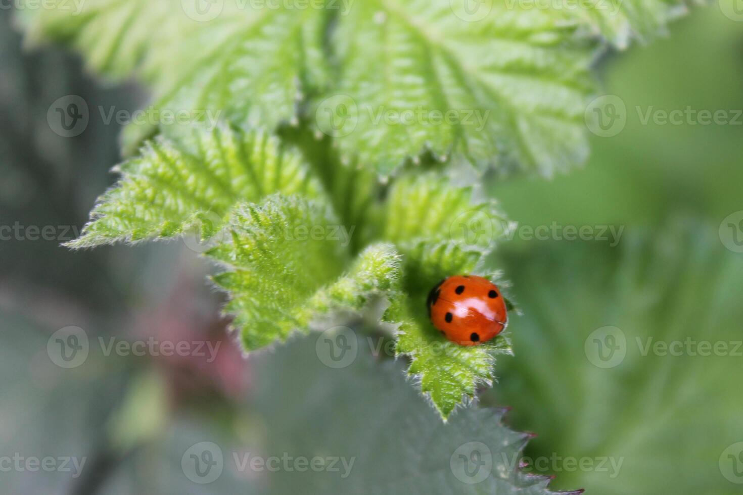ladybug on a leaf photo