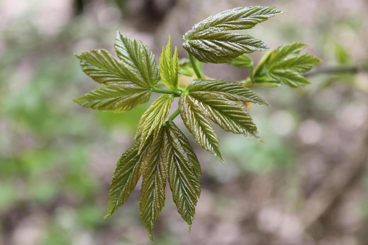 spring plant photo