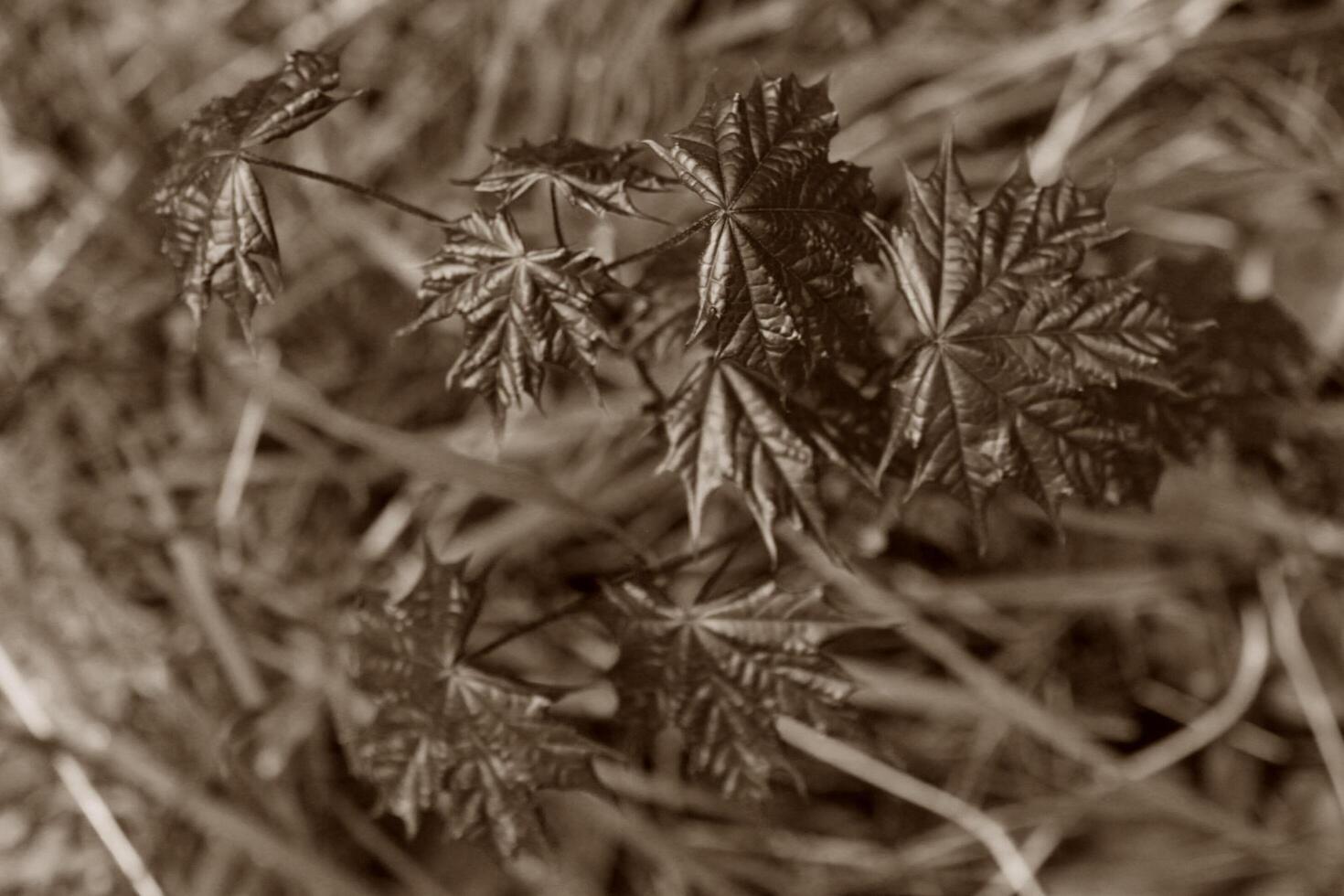 nature background photo