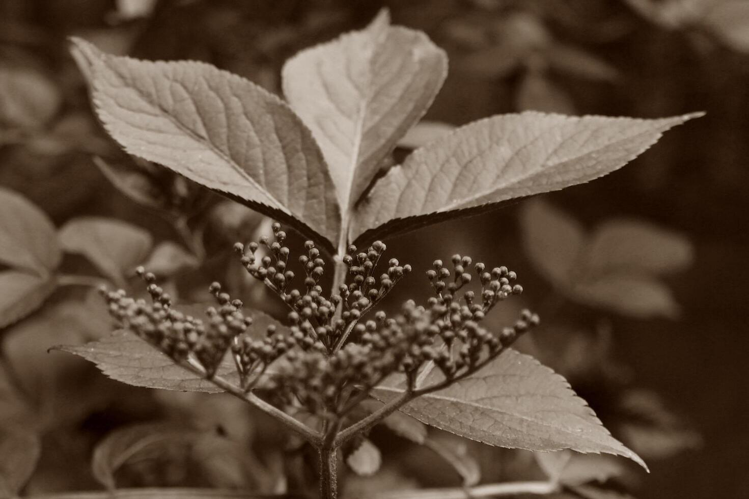 early spring plant photo