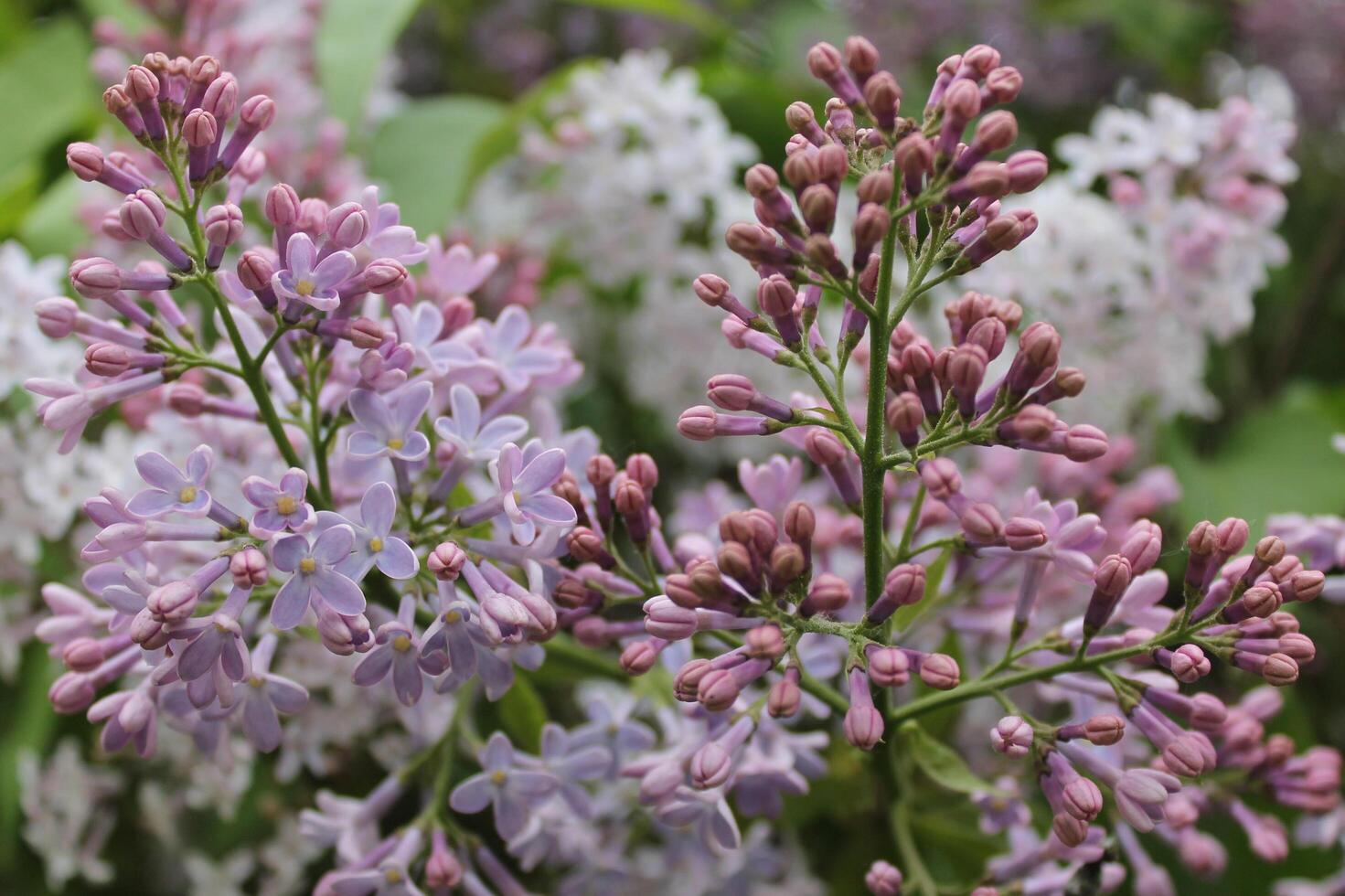 early spring flowers photo