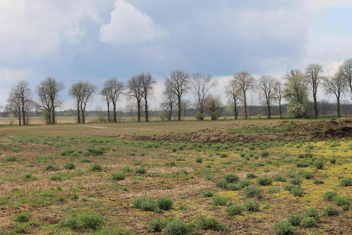 early spring field photo