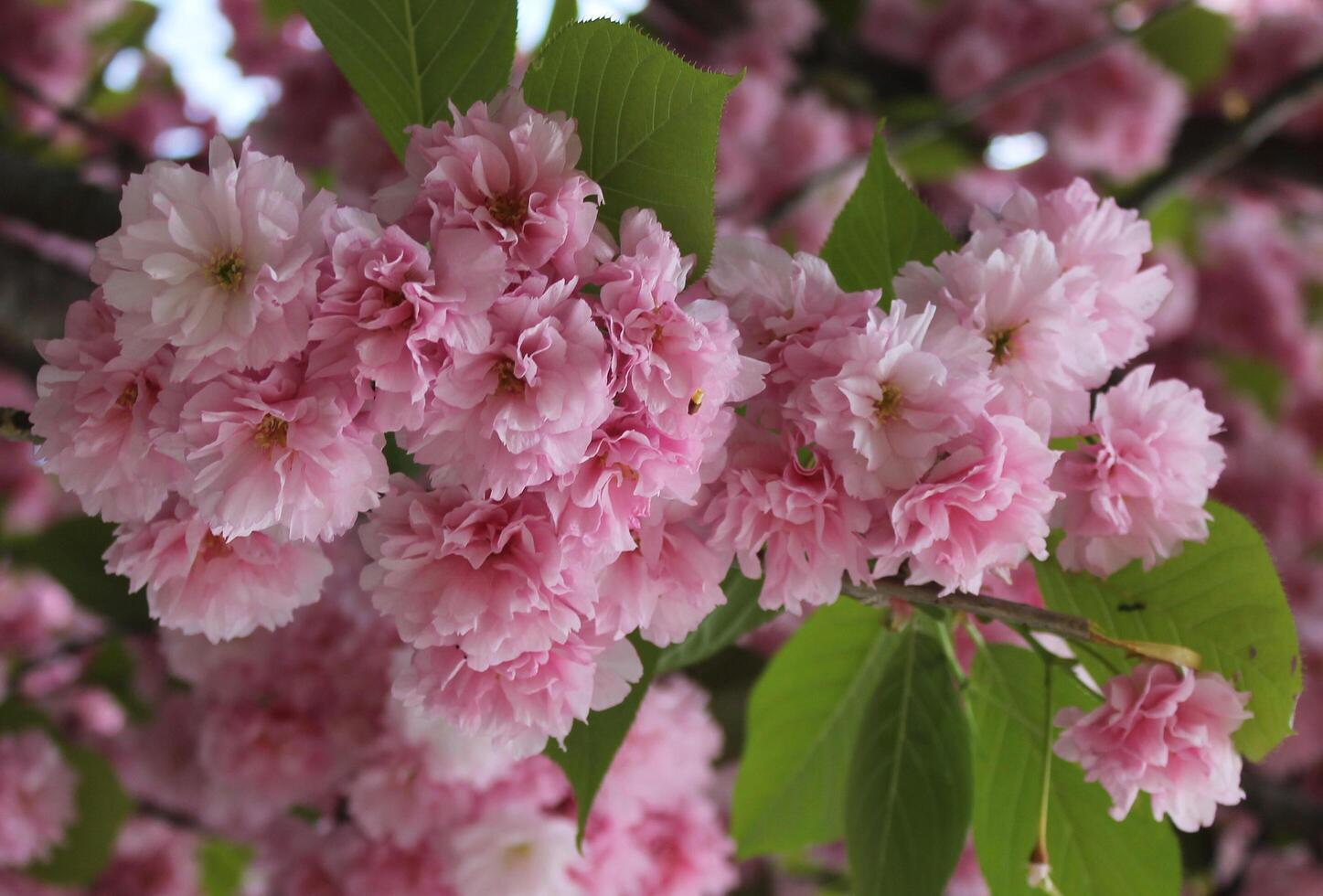 early spring flowers photo
