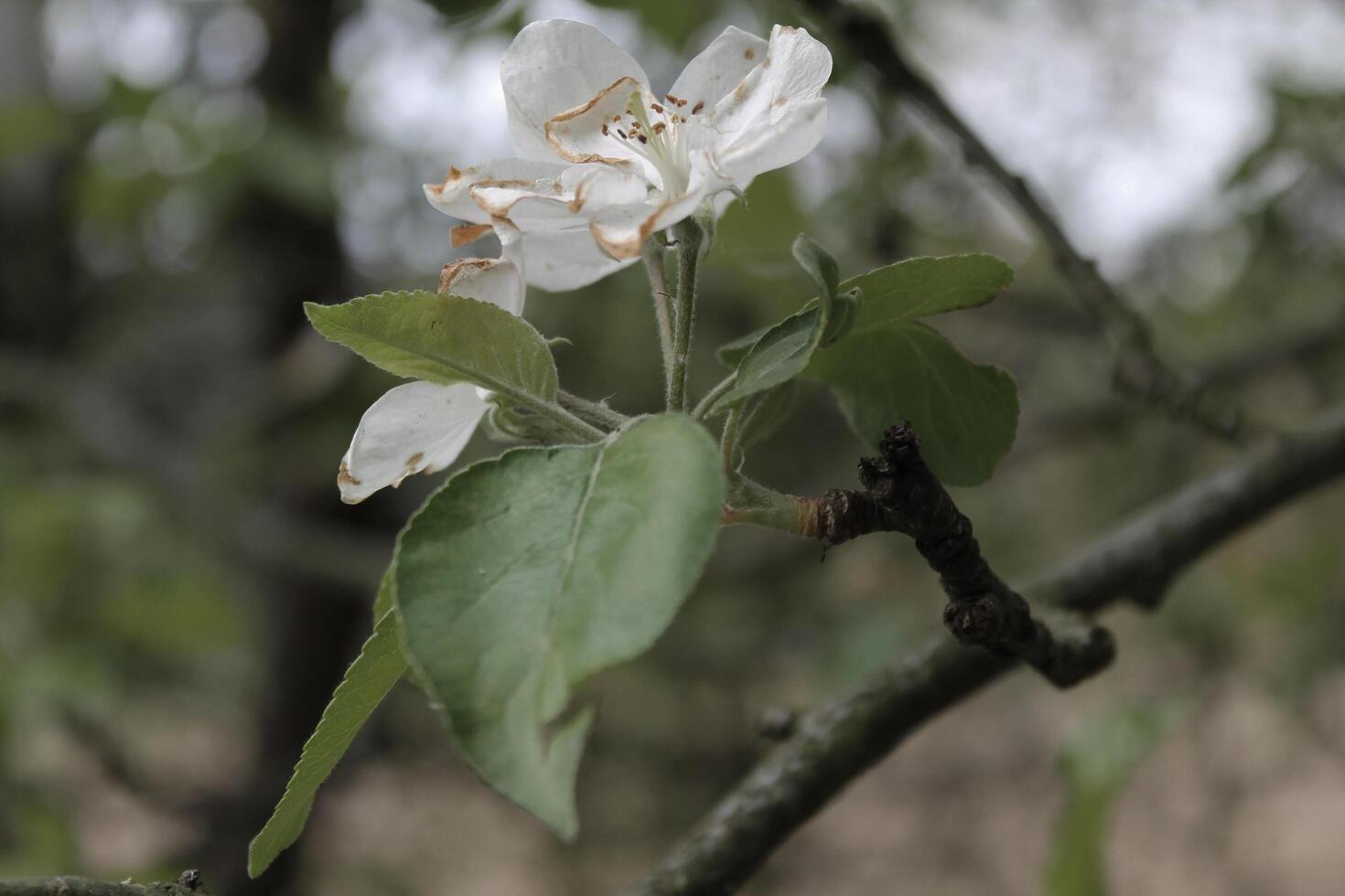 early spring plants photo