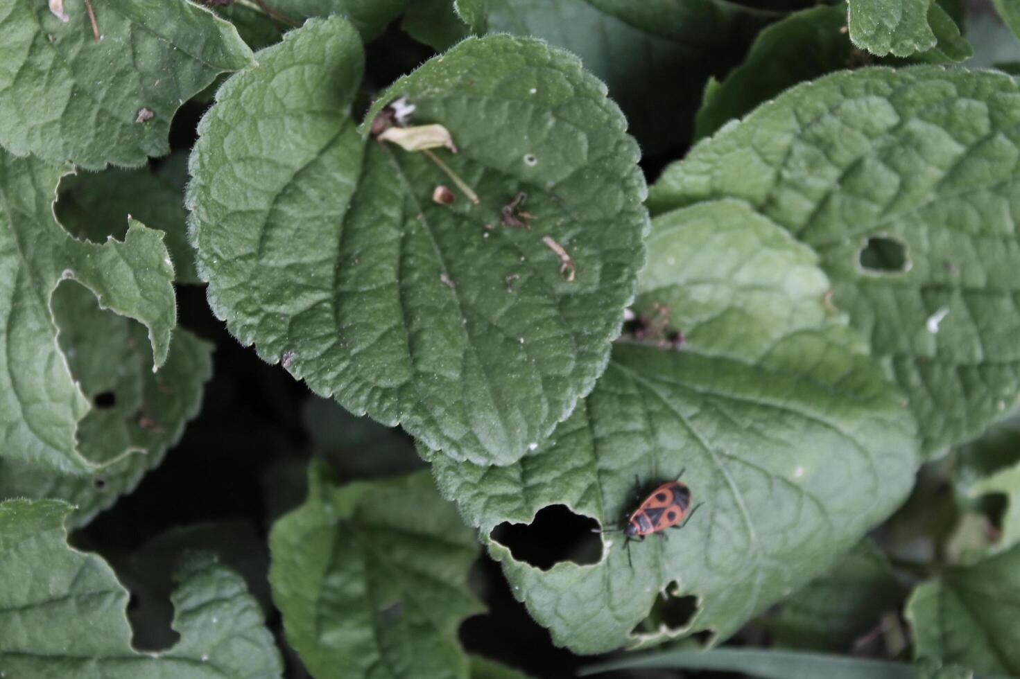 early spring plants photo