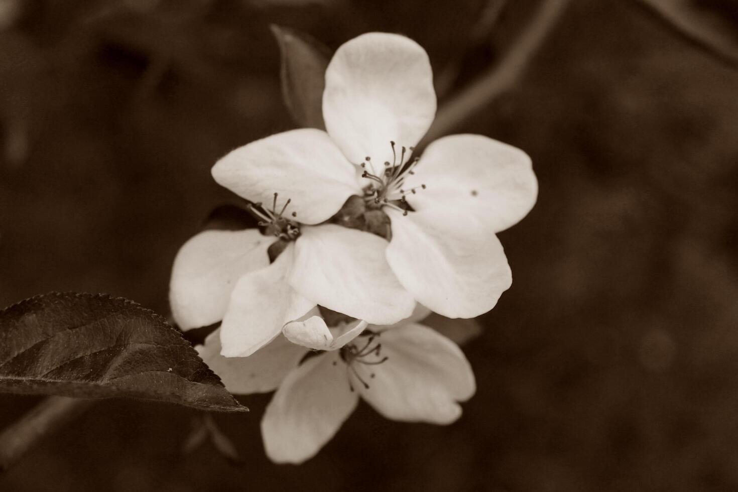 early spring flowers photo