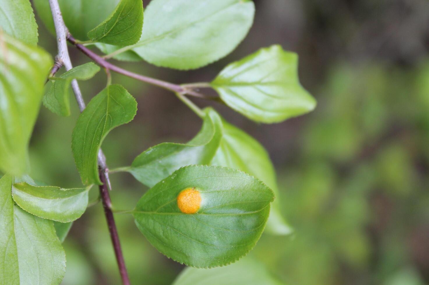 early spring plants photo
