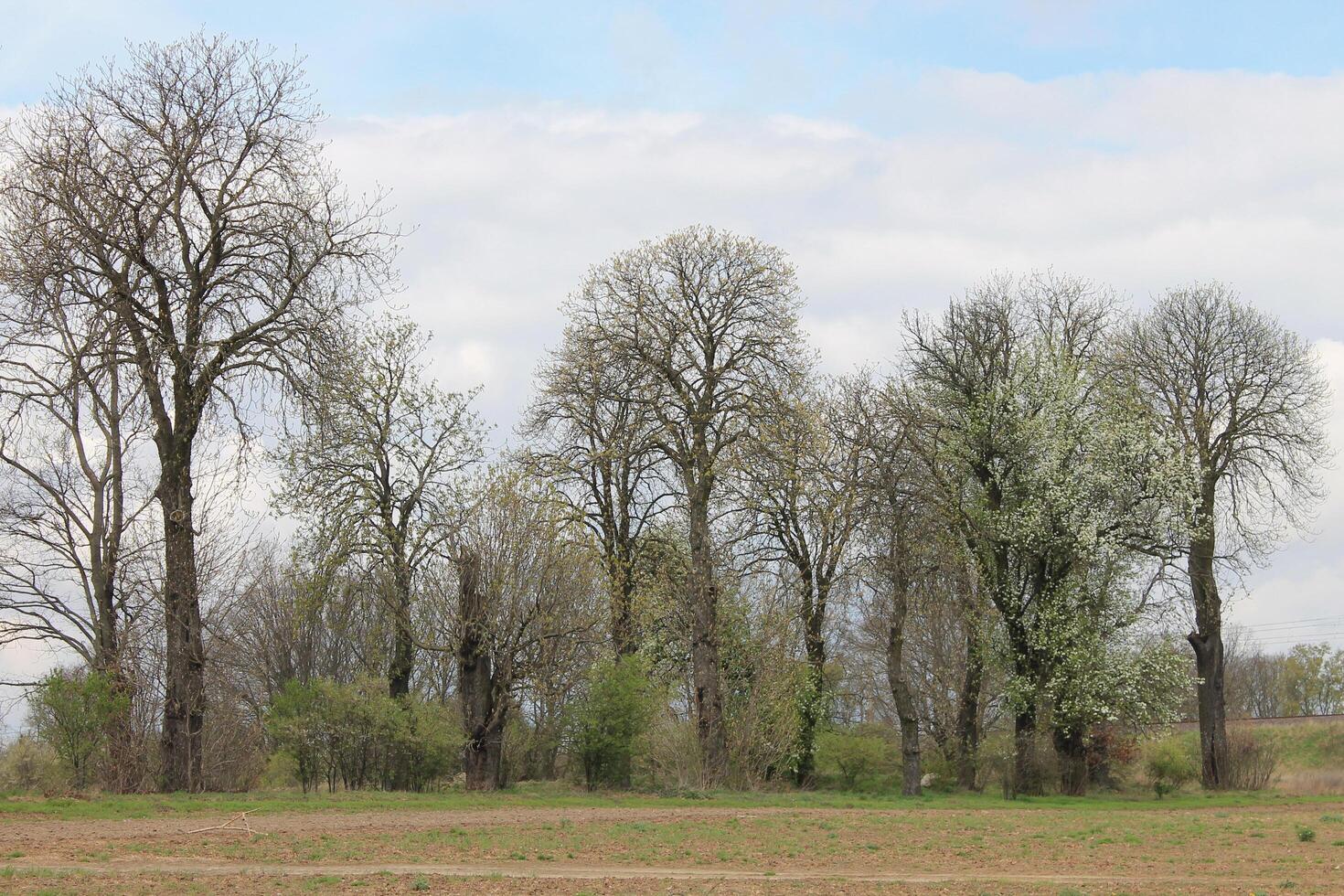 early spring field photo