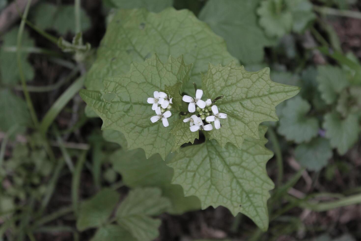 early spring plant photo