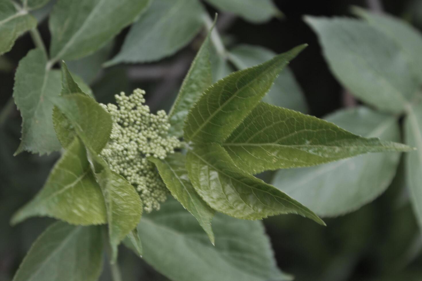 early spring plant photo